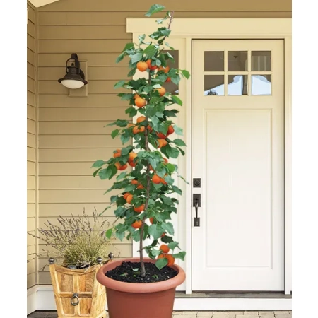 MORELA EARLY ORANGE -kolumnowa